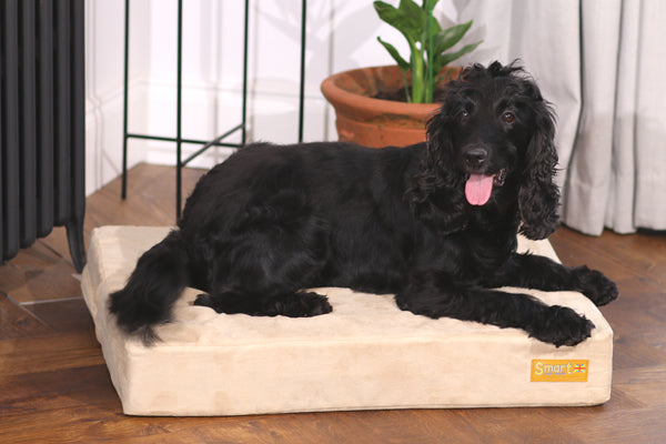 Gel memory foam dog hot sale bed